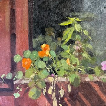 Boxed Nasturtiums