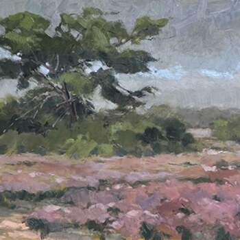 Ginkelse Heide (Heather Fields Near Ermelo, NL)
